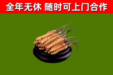 石渠烟酒回收冬虫夏草.jpg
